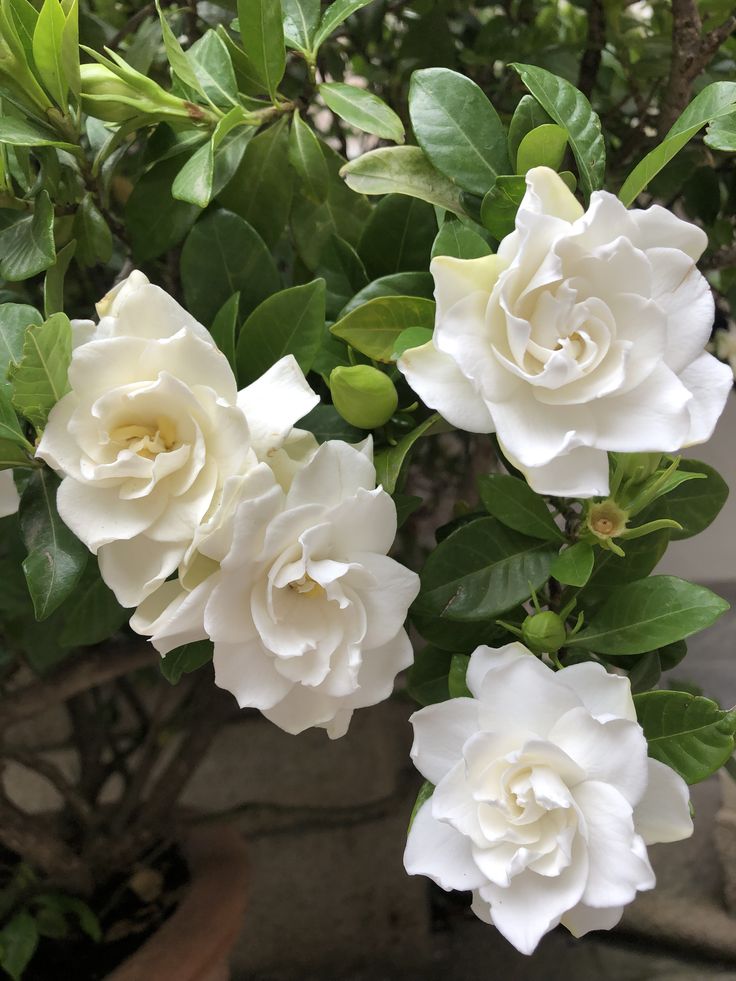 Gardenia Fragrance Oil