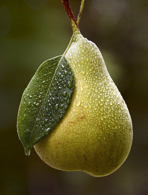 Orchard Pear