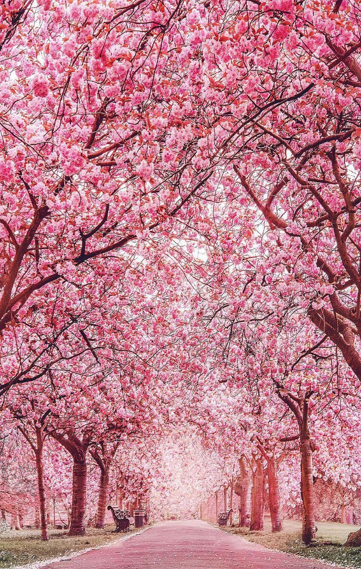 Japanese Cherry Blossom