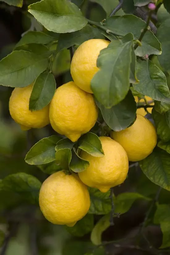 100% Pure Lemon Essential Oil