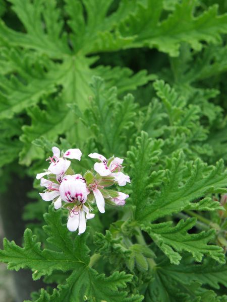 Citronella Fragrance Oil