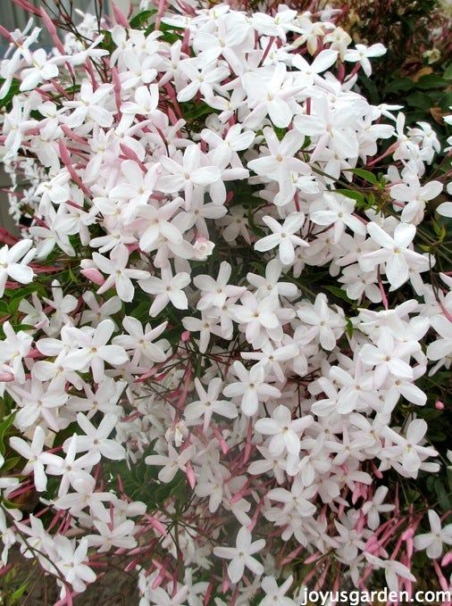 Jasmine Fragrance Oil