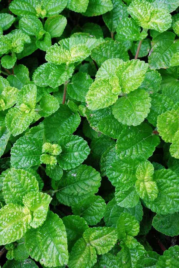 100% Pure Peppermint Essential Oil