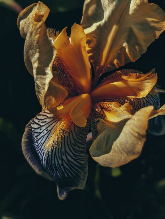 Bergamot and Amber