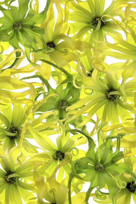 Ylang Ylang Flower Fragrance Oil