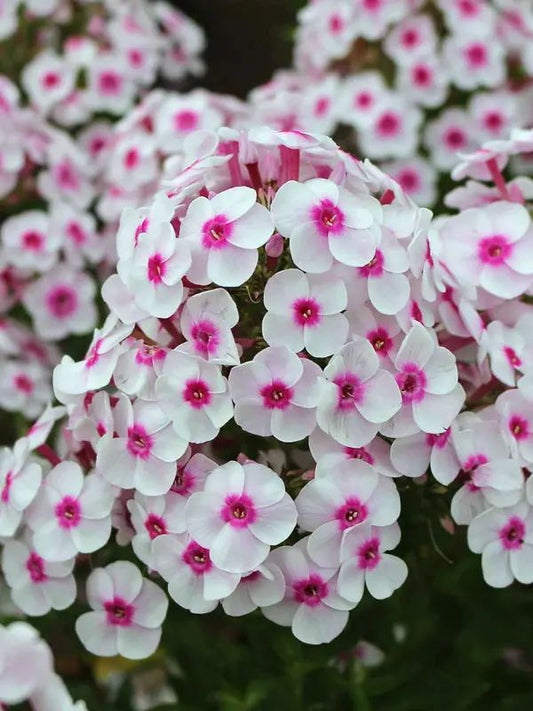 Verbena Fragrance Oil