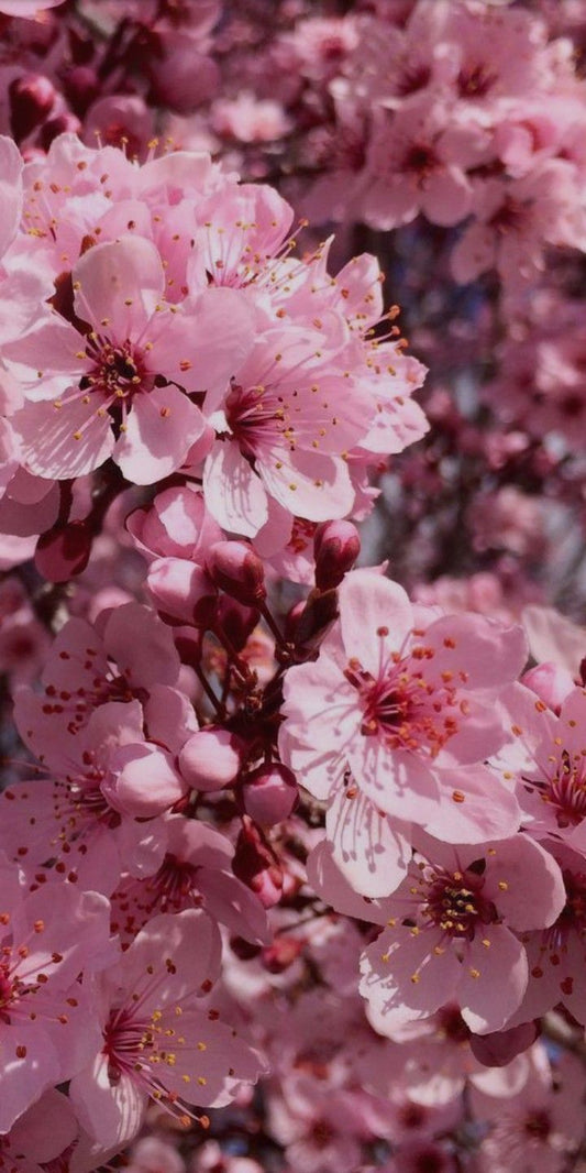 Japanese Cherry Blossom
