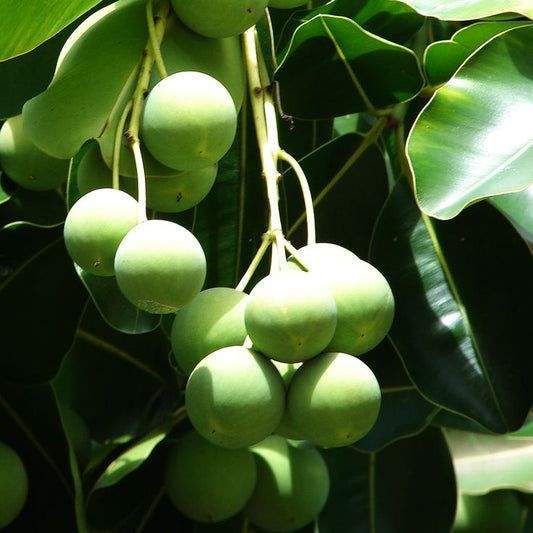 100% Pure & Cold-Pressed Tamanu Oil – Nature’s Green Gold for Skin Healing