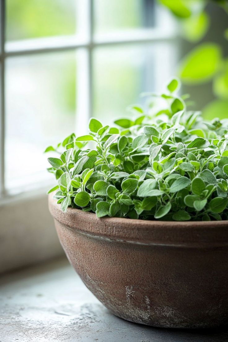 100% Pure Marjoram Essential Oil