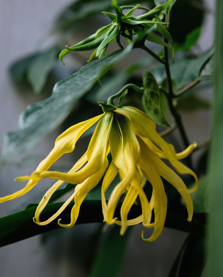 Ylang Ylang Flower Fragrance Oil