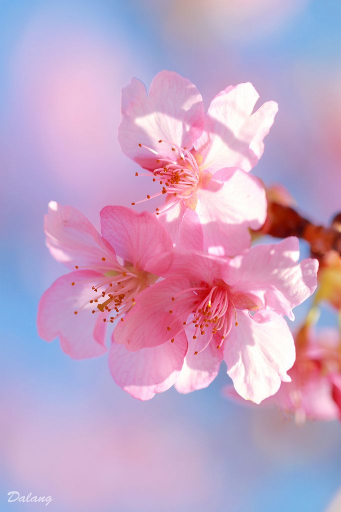Japanese Cherry Blossom